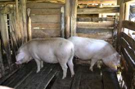 农村散养猪肉销售年关预定过年快来订猪肉了重庆山上养殖