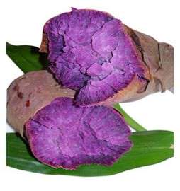 紫薯种子